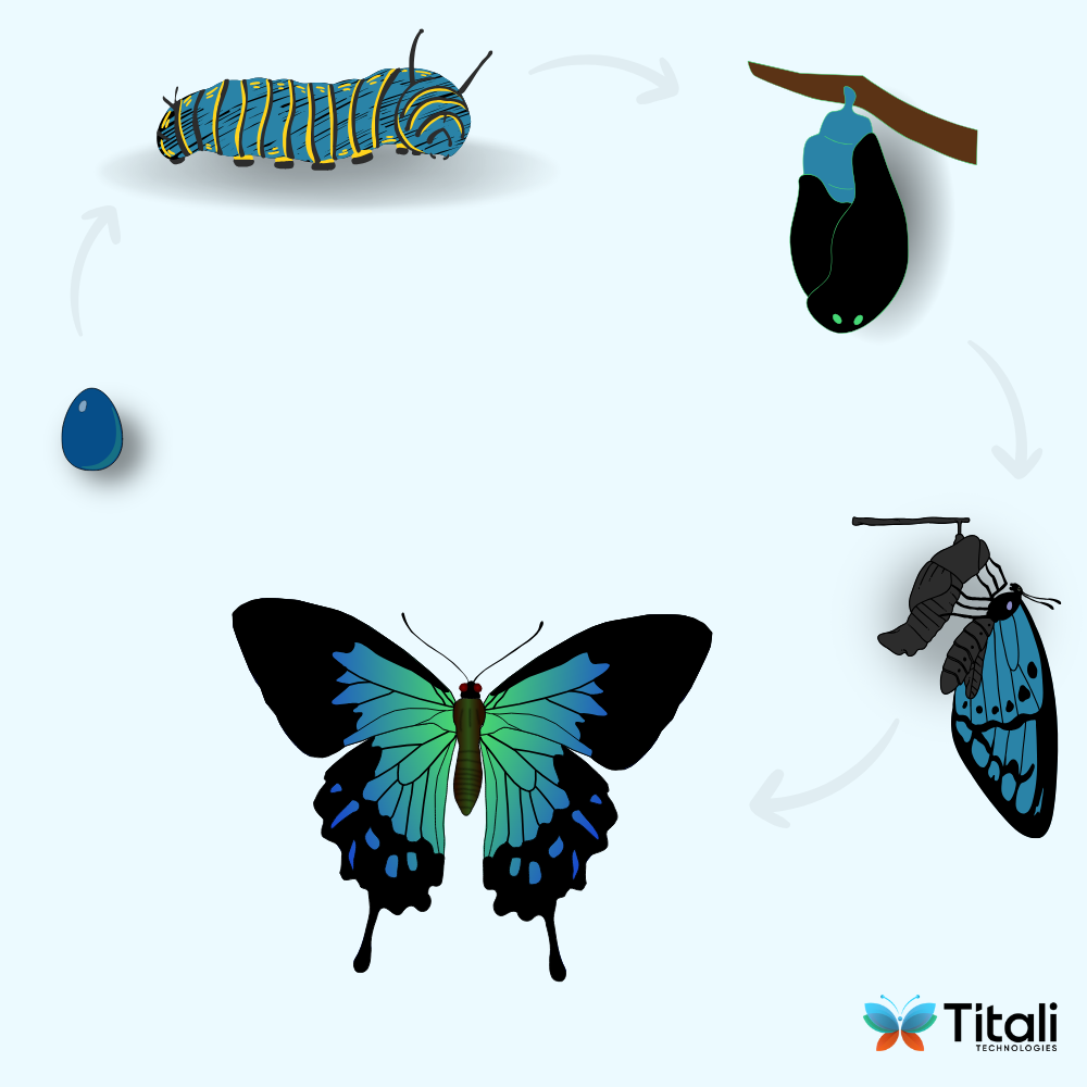 Butterfly Process Illustration